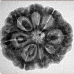 8 Mukhi Rudraksha 24.9mm 4.99gm - Inverse xray