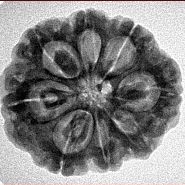 8 Mukhi Rudraksha 24.9mm 4.99gm - Inverse xray