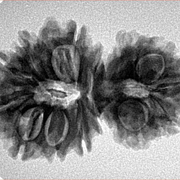 14 Mukhi Garbhgauri 30.5mm 4.53gm - Inverse xray