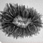 16 Mukhi Rudraksha 25.1mm 3.3gm - Inverse xray