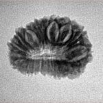 20 Mukhi Rudraksha 21.1mm 2gm - Inverse xray