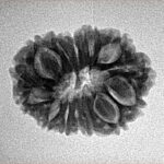 14 Mukhi Rudraksha 22.7mm 2.58gm - Inverse xray