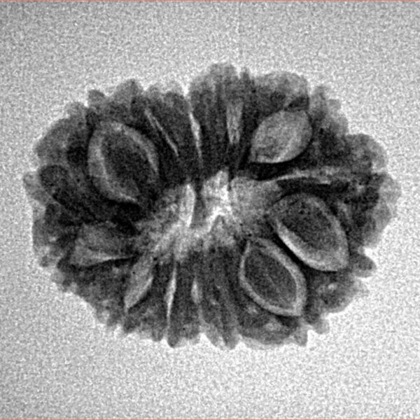 14 Mukhi Rudraksha 22.7mm 2.58gm - Inverse xray