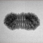 22 Mukhi Rudraksha 22mm 1.61gm - Inverse xray