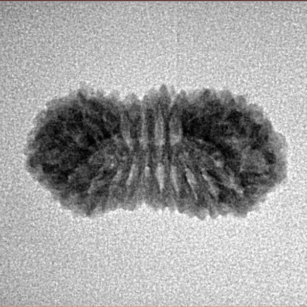 22 Mukhi Rudraksha 22mm 1.61gm - Inverse xray