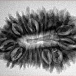 18 Mukhi Rudraksha 31.5mm 4.86gm - Inverse xray