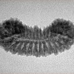 29 Mukhi Rudraksha 28.1mm 2.13gm - Inverse xray