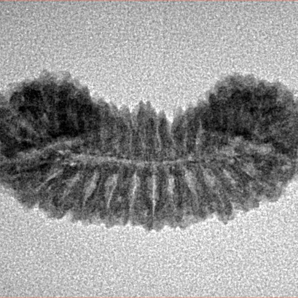 29 Mukhi Rudraksha 28.1mm 2.13gm - Inverse xray