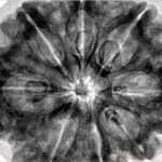 8 Mukhi Rudraksha 33mm 8gm - Inverse xray