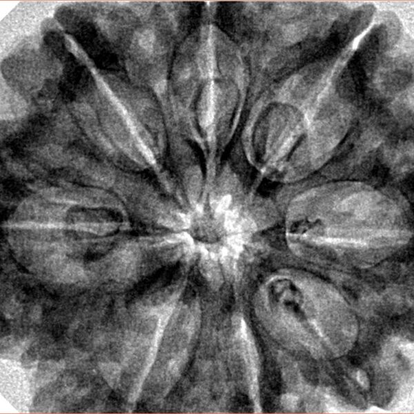 8 Mukhi Rudraksha 33mm 8gm - Inverse xray