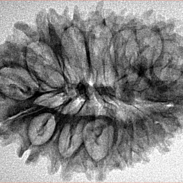 17 Mukhi Rudraksha 33mm 4gm - Inverse xray