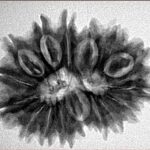 16 Mukhi Rudraksha 28.4mm 5gm - Inverse xray