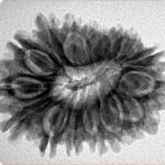 16 Mukhi Rudraksha 28mm 4.55gm - Inverse xray