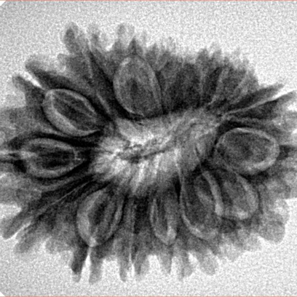 16 Mukhi Rudraksha 28mm 4.55gm - Inverse xray