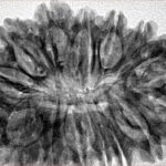 16 Mukhi Rudraksha 35mm 5.75gm - Inverse xray