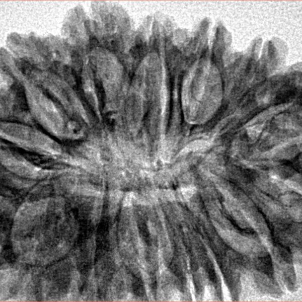 16 Mukhi Rudraksha 35mm 5.75gm - Inverse xray