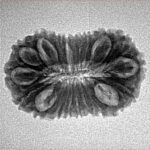 20 Mukhi Rudraksha 24.1mm 2.32gm - Inverse xray