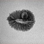 19 Mukhi Rudraksha 16.9mm 1.13gm - Inverse xray