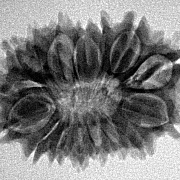 16 Mukhi Rudraksha 27.5mm 3.73gm - Inverse xray