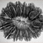 14 Mukhi Rudraksha 28.7mm 4.9gm - Inverse xray