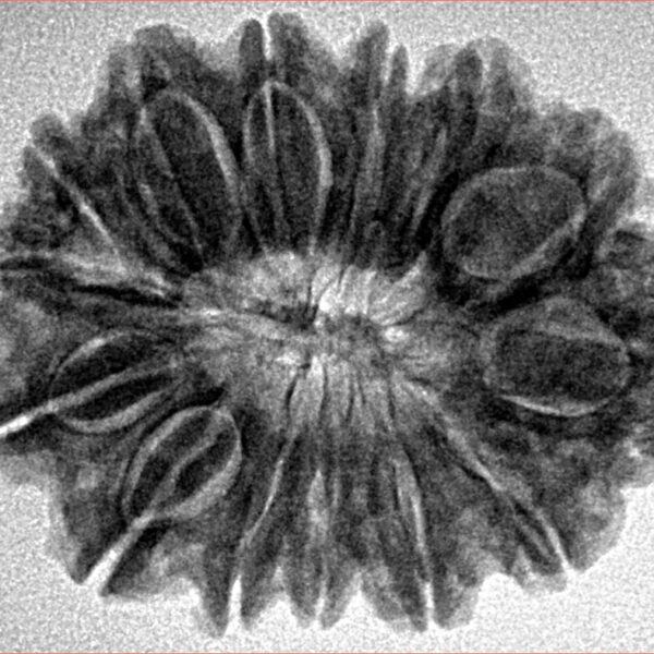 14 Mukhi Rudraksha 28.7mm 4.9gm - Inverse xray