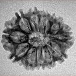 12 Mukhi Rudraksha 24.4mm 2.1gm - Inverse xray