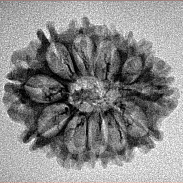 12 Mukhi Rudraksha 24.4mm 2.1gm - Inverse xray