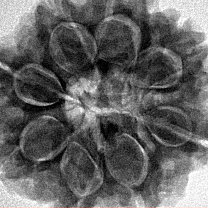 8 Mukhi Rudraksha 27.4mm 7gm - Inverse xray