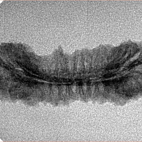 39 Mukhi Rudraksha 30.4mm 1.47gm - Inverse xray