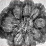 8 Mukhi Rudraksha 31.1mm 7.43gm - Inverse xray
