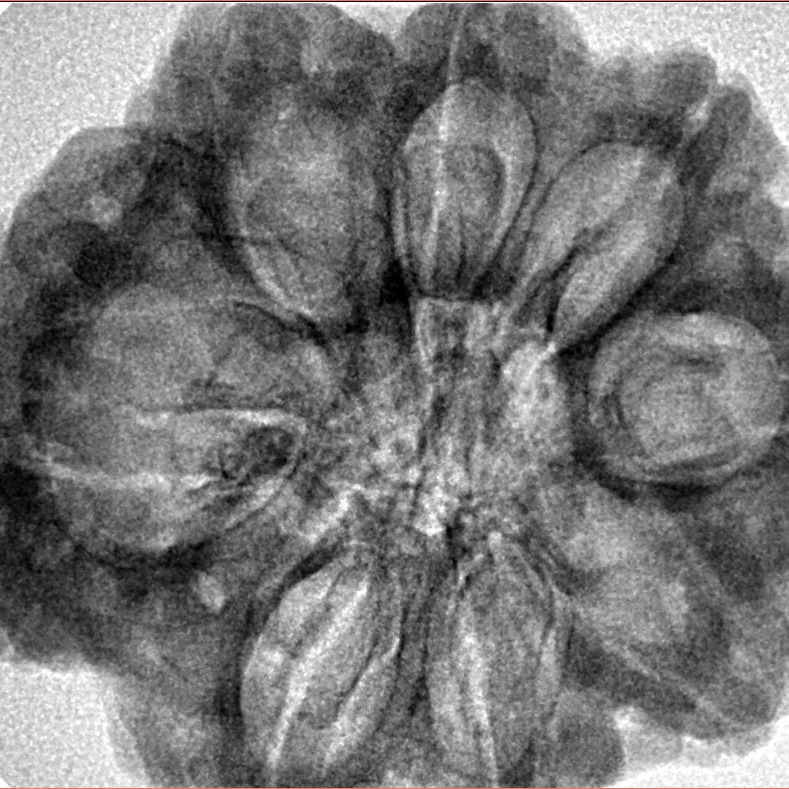 8 Mukhi Rudraksha 31.1mm 7.43gm - Inverse xray