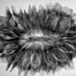 16 Mukhi Rudraksha 32.7mm 5.9gm - Inverse xray