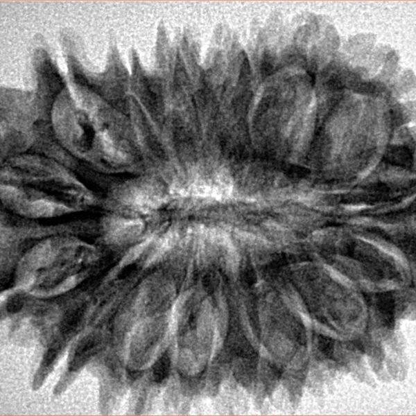 16 Mukhi Rudraksha 32.7mm 5.9gm - Inverse xray
