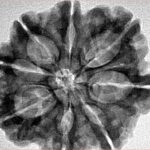 8 Mukhi Rudraksha 29.4mm 5.85gm - Inverse xray