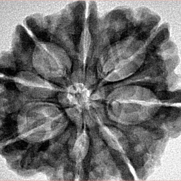 8 Mukhi Rudraksha 29.4mm 5.85gm - Inverse xray
