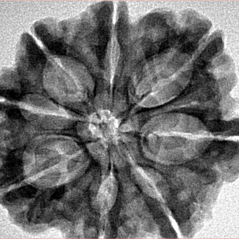 8 Mukhi Rudraksha 29.4mm 5.85gm - Inverse xray
