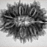 16 Mukhi Rudraksha 27.9mm 4.15gm - Inverse xray