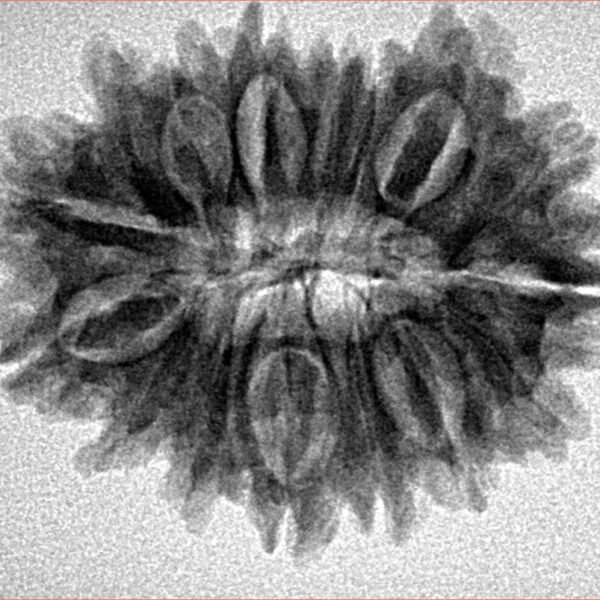 16 Mukhi Rudraksha 27.9mm 4.15gm - Inverse xray