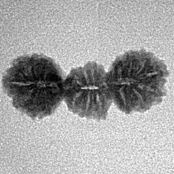 21 Mukhi Trijuti 20.2mm 0.87gm - Inverse xray