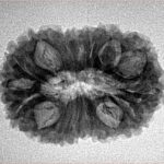 16 Mukhi Rudraksha 26.6mm 3.62gm - Inverse xray