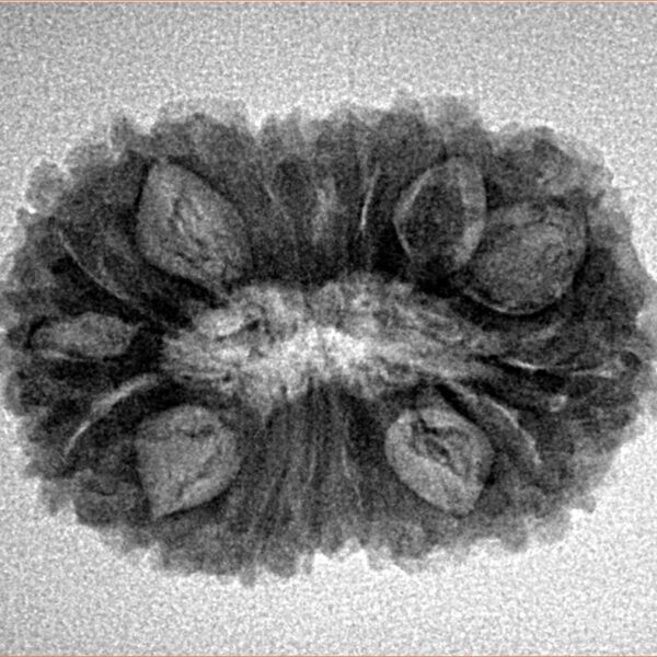 16 Mukhi Rudraksha 26.6mm 3.62gm - Inverse xray