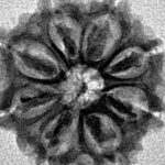 8 Mukhi Rudraksha 21.3mm 2.49gm - Inverse xray