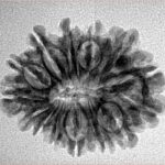14 Mukhi Rudraksha 25.6mm 3gm - Inverse xray
