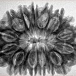 16 Mukhi Rudraksha 30.8mm 5.6gm - Inverse xray