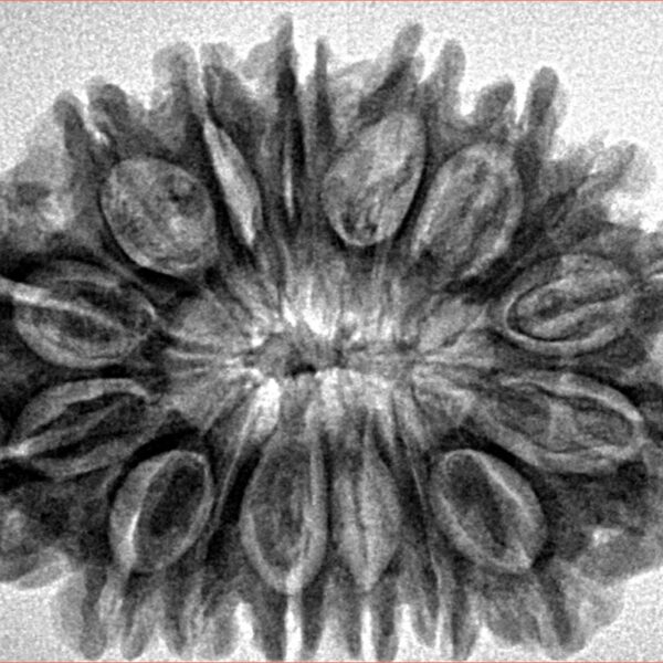 16 Mukhi Rudraksha 30.8mm 5.6gm - Inverse xray