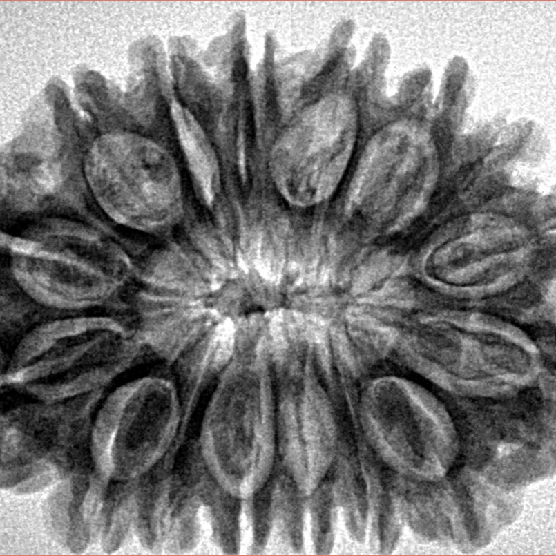 16 Mukhi Rudraksha 30.8mm 5.6gm - Inverse xray