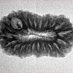 21 Mukhi Rudraksha 25.3mm 2.54gm - Origin: Indonesia - Inverse xray