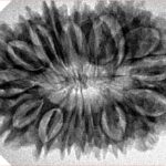 18 Mukhi Rudraksha 34mm 5.72gm - Origin: Nepal - Inverse xray