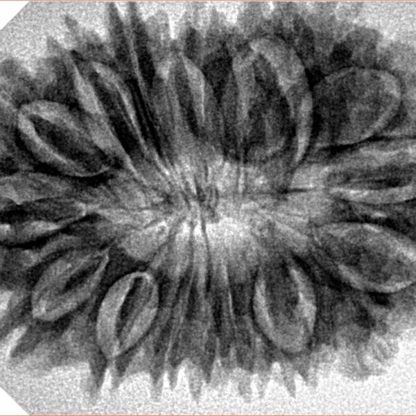 18 Mukhi Rudraksha 34mm 5.72gm - Origin: Nepal - Inverse xray