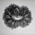14 Mukhi Rudraksha 22.2mm 2.58gm - Origin: Indonesia - Inverse xray